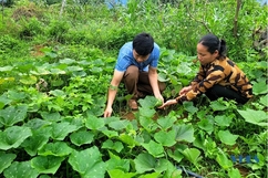 Sản xuất rau an toàn ở Thành Lâm