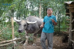 Thấp thỏm lo giá trâu, bò xuống thấp