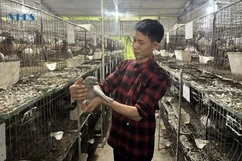 Làm giàu từ mô hình nuôi chim bồ câu thương phẩm
