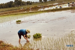 Cõng nắng gieo mùa vàng