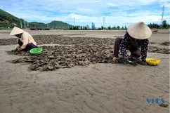 Cào ngao nhớt nơi cửa biển Nghi Sơn
