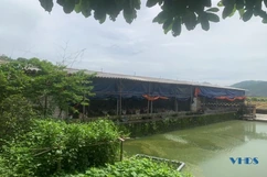 Người cựu chiến binh nuôi gà đẻ “trứng vàng”