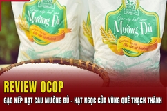 [REVIEW OCOP] Gạo nếp hạt cau Mường Đủ - Hạt ngọc của vùng quê Thạch Thành