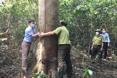 Bảo vệ và phát triển rừng lim xanh tái sinh tự nhiên