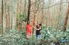 Thạch Thành  nâng cao giá trị rừng trồng