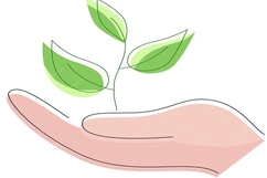 Chặt cây để trồng cây