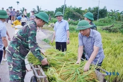 Bộ đội giúp dân thu hoạch cây trồng “chạy bão”