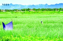 Trên những cánh đồng cói