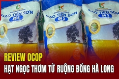 [REVIEW OCOP] Hạt ngọc thơm từ ruộng đồng Hà Long