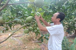 Người cao tuổi khởi nghiệp, làm kinh tế giỏi 