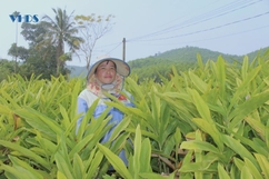 “Thủ phủ” của cây riềng