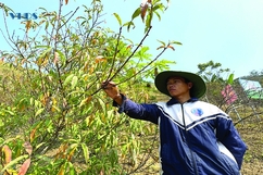Cây “xóa đói giảm nghèo” ở bản Mông