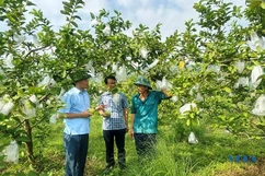 Diện mạo nông thôn mới nâng cao ở Tế Thắng