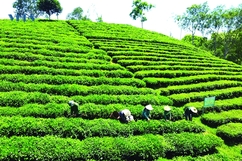 Tâm tư trên những vùng chè (bài 3): Nâng tầm giá trị cho chè xứ Thanh