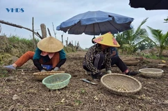 Hành tăm mất giá, nông dân vừa thu hoạch vừa lo