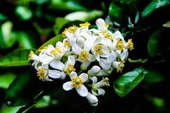 Thanh  tao hương hoa bưởi