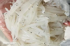 Mùa cá ngần đến rồi, hãy vào bếp chế biến ngay 4 món ngon từ sản vật này