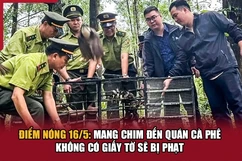 Điểm nóng 16/5: Mang chim đến quán cà phê không có giấy tờ sẽ bị phạt