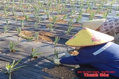 Chuyện kể từ Đồng Lách (Bài 2): Khát vọng  thoát nghèo