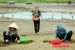 Vất vả nghề cào ngao