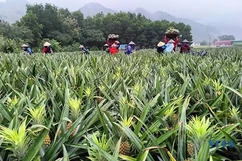Chuyện của... dứa thơm (Bài 1): Trên đất nông trường