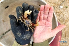 Làm giàu từ con cáy