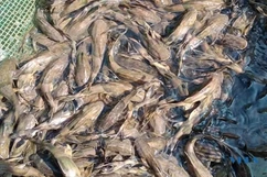 8X làm giàu nhờ nuôi cá chiên