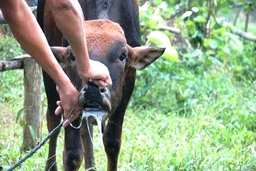6 tháng đầu năm: Dịch bệnh trong chăn nuôi giảm