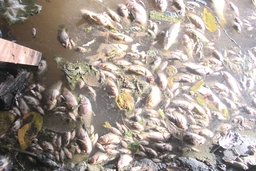 Cá chết hàng loạt trên hồ Phùng Mục