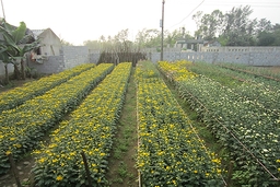 Làm giàu nhờ trồng hoa