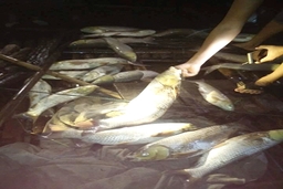 Xuất hiện tình trạng cá chết hàng loạt trên sông Mã