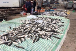 Tĩnh Gia: 47,45 tấn cá chết chưa rõ nguyên nhân