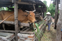 Quỹ Tín dụng Nhân dân Lộc Sơn luôn đồng hành cùng nông dân