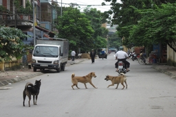 Mối nguy từ việc nuôi chó thả rông