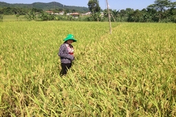 Thành Công: Nỗ lực vượt khó xây dựng NTM