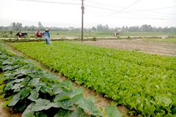 Quảng Xương chú trọng phát triển vùng rau an toàn