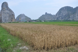 Đông Tân: Lúa chết bất thường nghi bị phun thuốc diệt cỏ
