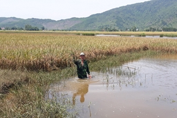 Hàng chục héc ta lúa ngập úng do sông Nhơm bị chặn dòng