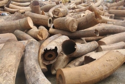 Bắt giữ xe chở gần 2,8 tấn ngà voi trái phép
