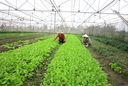 Những dự án nông nghiệp bị ‘lãng quên’ (Bài 1): Hàng loạt dự án mang theo kỳ vọng