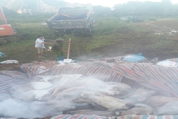 Chôn lấp gần 6.000 con lợn chết do ngập nước lũ