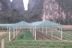 Xuân này Cẩm Phong thêm nhiều đổi thay