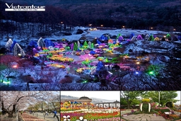 Ưu đãi lớn tour ngắm hoa xuân đẹp nhất xứ Hàn