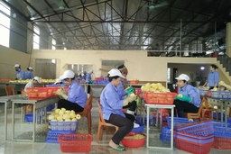 Doanh nghiệp siêu nhỏ: Nguồn động lực lớn cần được khơi thông