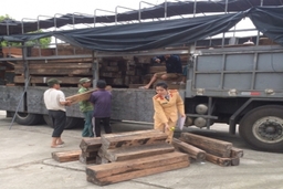 Ngăn chặn vụ vận chuyển trái phép gần 3 khối gỗ Mun