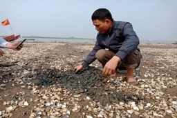 Nguyên nhân dẫn đến ngao chết ở Quảng Thạch do tảo nở hoa