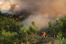 Dập tắt vụ cháy rừng thông ở Hậu Lộc