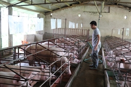 Thu hút các dự án đầu tư vào nông nghiệp: Nhiều chuyển biến tích cực