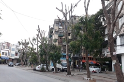 Hàng loạt cây xanh ở TP Thanh Hóa bị trọc: Cắt theo... quy trình