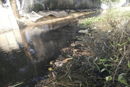 Mương nước đặc quánh chất thải từ các trang trại lợn tại xã Phú Lộc, Hậu Lộc